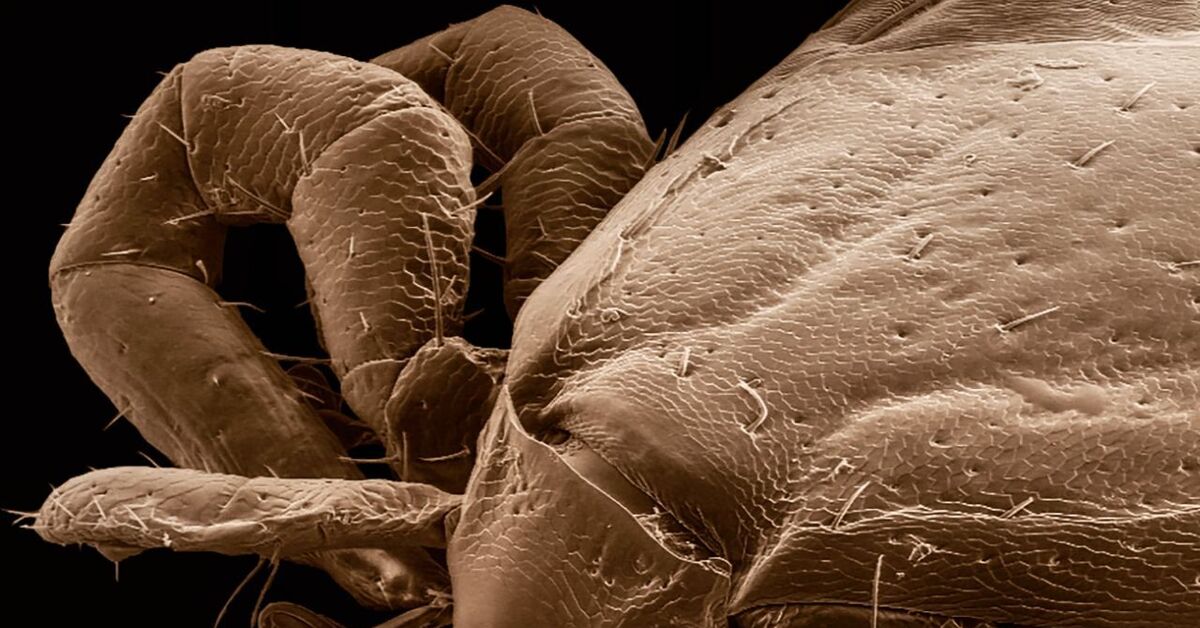 Как выглядит бельевой клещ под микроскопом фото