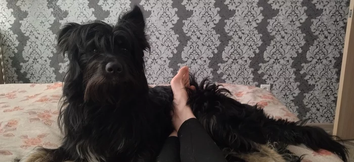 The perfect footstool - My, Dog, Pets