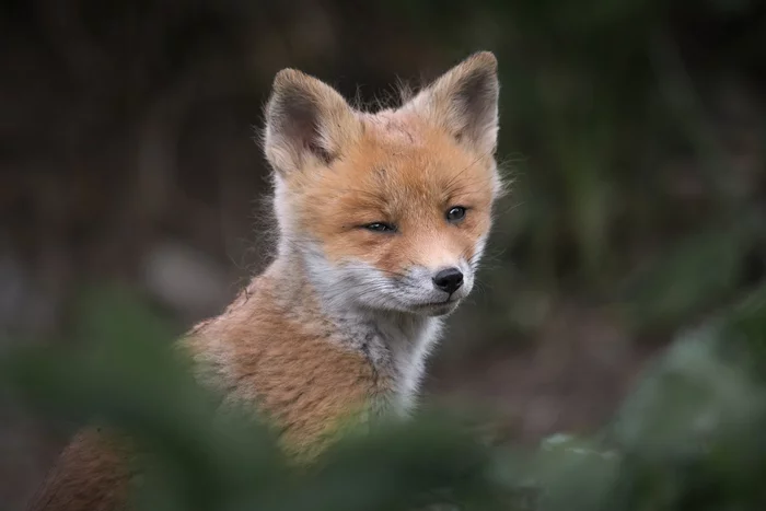 Little sly - Fox cubs, Kamchatka, Petropavlovsk-Kamchatsky, wildlife, Wild animals, Fox, Predatory animals