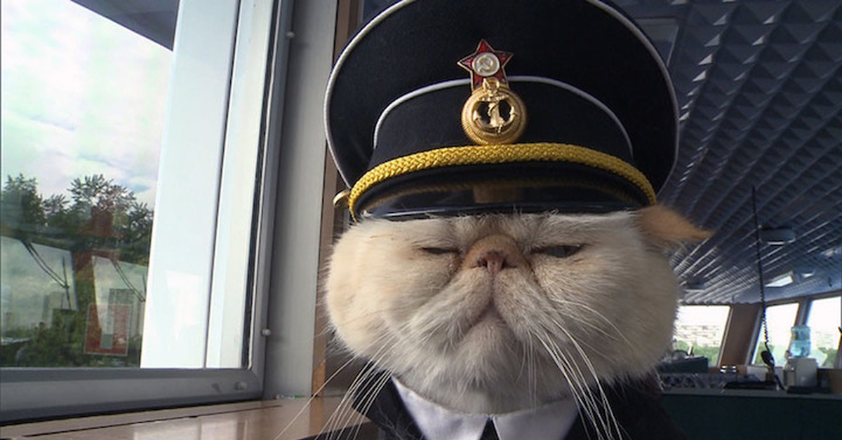 Кот идиот