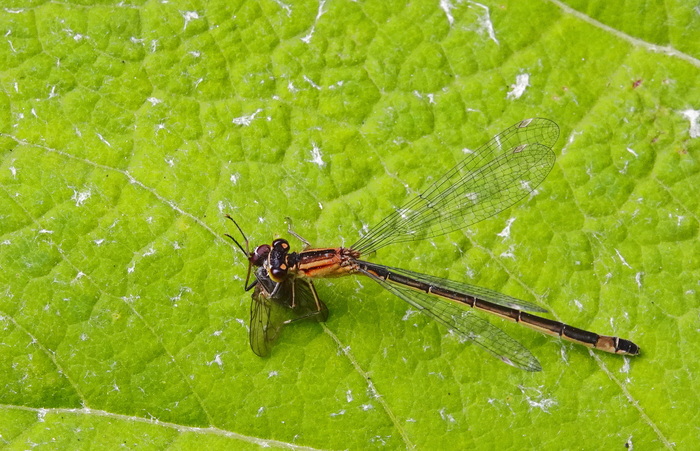 �������� ������� ����