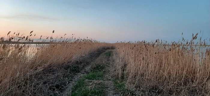 Spring - My, The photo, Nature, Reeds, Spring