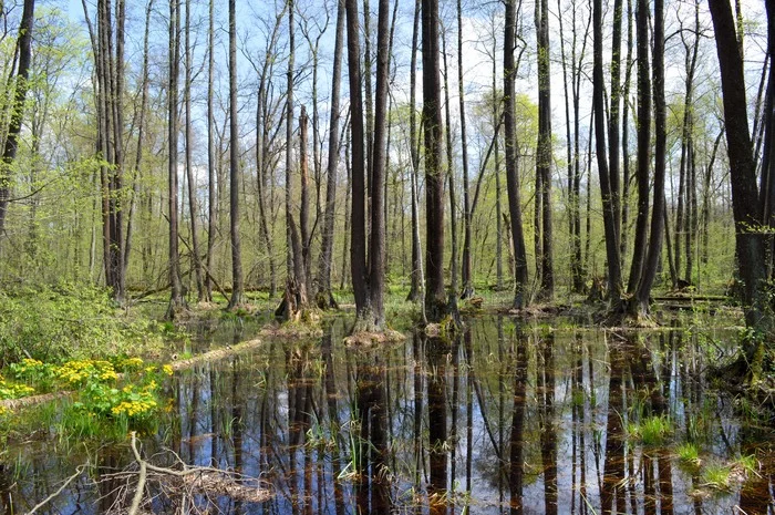 Voronezh Biosphere Reserve - My, beauty of nature, The nature of Russia, Nature, Swamp, Reserves and sanctuaries, Voronezh, Voronezh Reserve