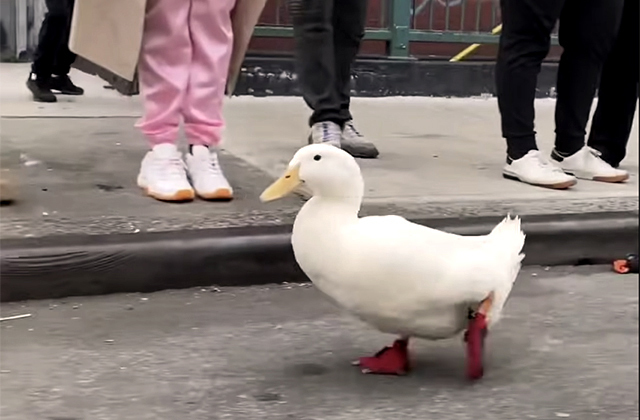 The duck ran a marathon and set a world record for waddling - Duck, Birds, Marathon, Champion, Record, news, Interesting, New York, USA, Positive, Video, Vertical video