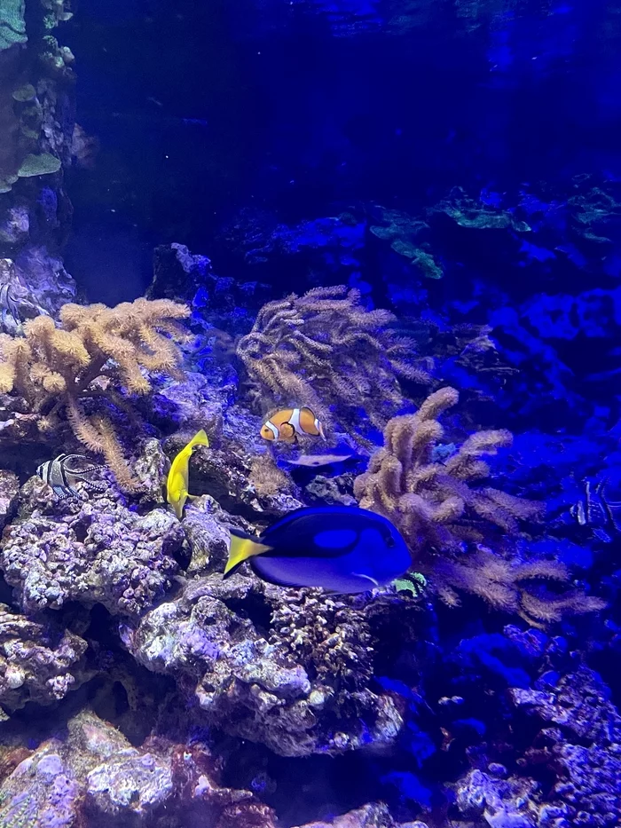 Day 50 - My, Moskvarium, Mobile photography, Phone wallpaper, Nemo, Dory, Finding Nemo