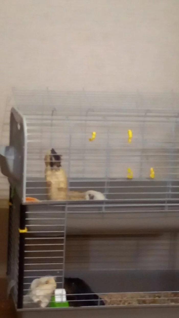 Large cage for guinea pigs - My, Guinea pig, Pets' corner, Video, Longpost