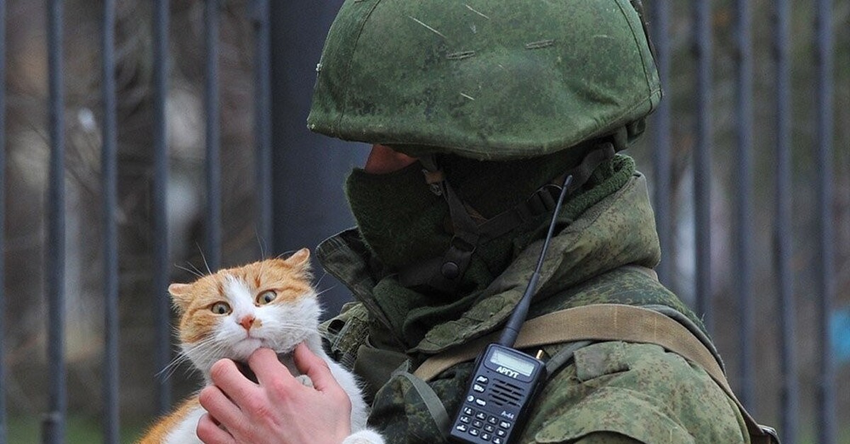 Фото кошки в военной форме