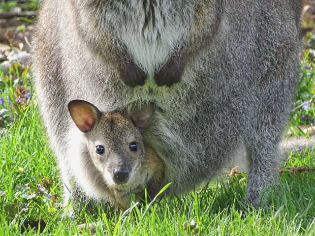 5-month-old wallaby lost at Detroit Zoo - Zoo, Animals, Wallaby, Marsupials, Detroit, Incident, Longpost