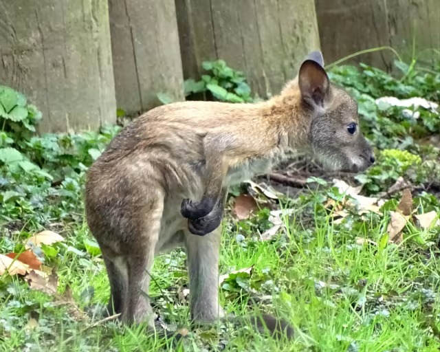 5-month-old wallaby lost at Detroit Zoo - Zoo, Animals, Wallaby, Marsupials, Detroit, Incident, Longpost