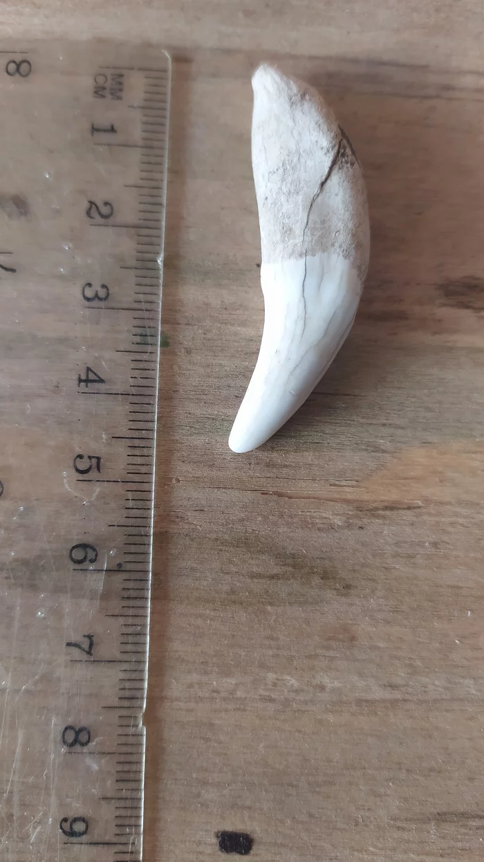 Fang of an animal. Help me with a definition please - My, Fangs, Bones