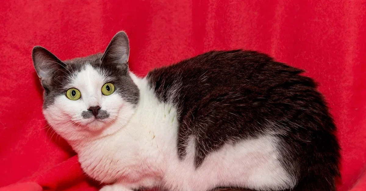 Васька, потому что Премудрая | Пикабу