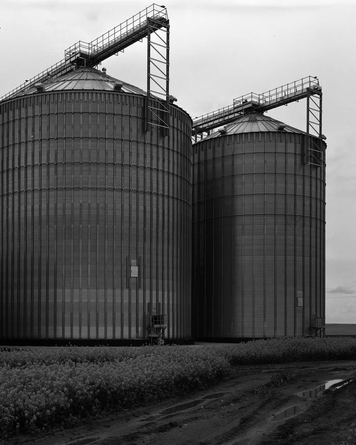 Elevators in a rapeseed field - My, Black and white photo, The photo, Film, Kaliningrad region, Elevator, Field