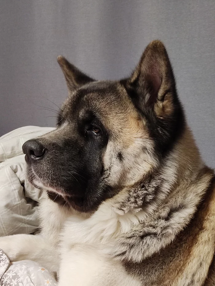 Life with a dog - My, Dog, American Akita, Friend, Longpost