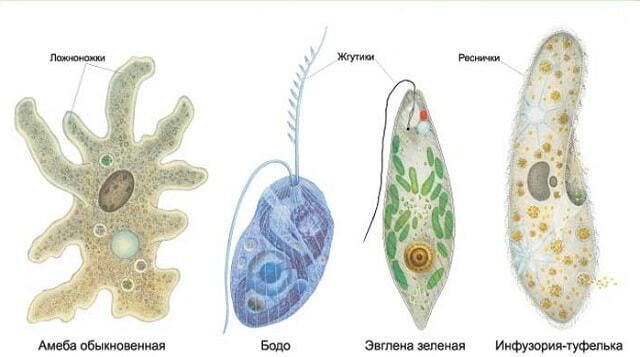 Простейшие животные (76 фото)