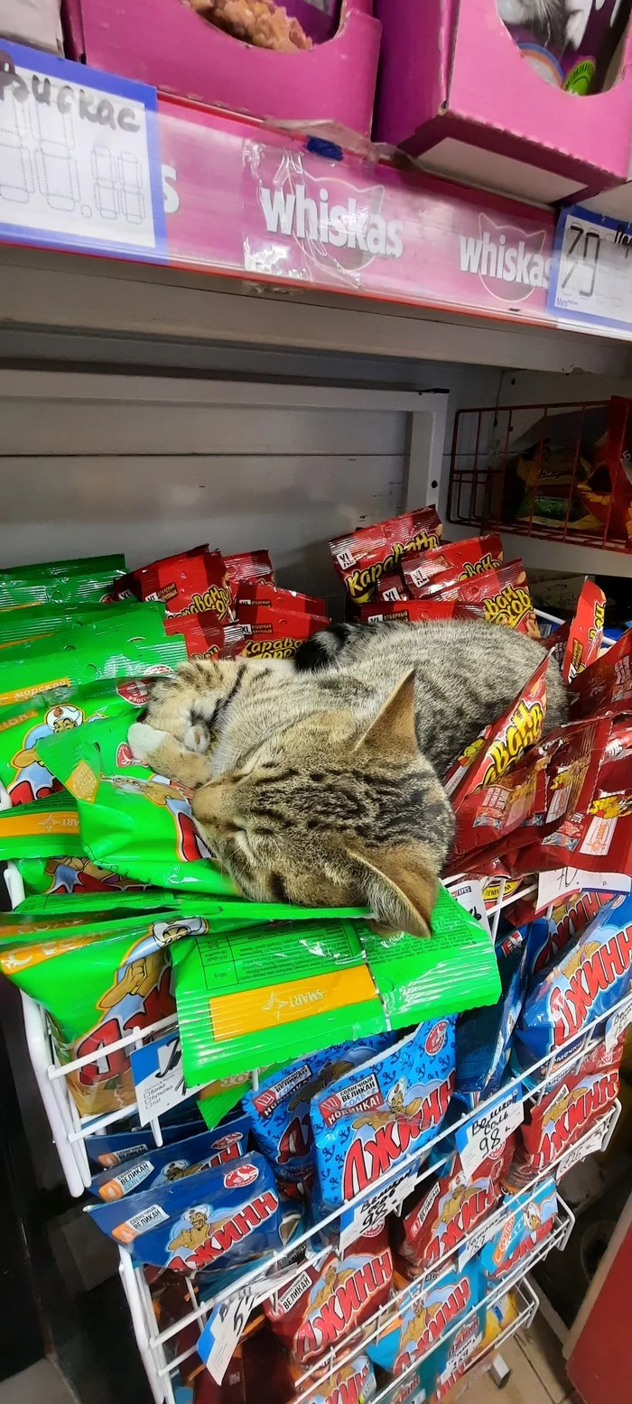 Lyova's cat living in the store:3 - My, cat, Score, Beer snack, Longpost