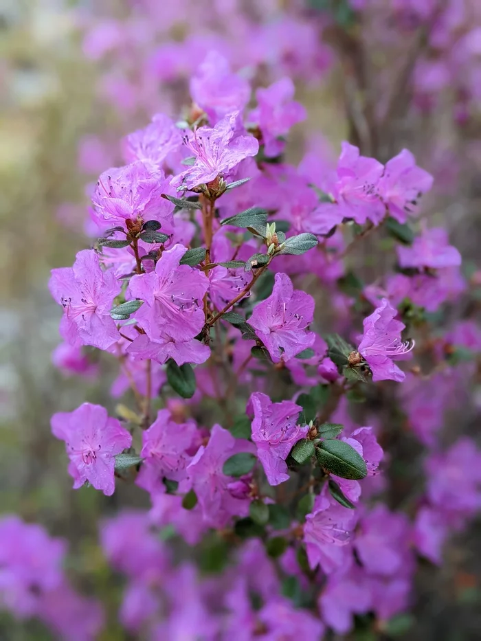 Altai sakura - My, The photo, Maralnik, Flowers, Altai Republic