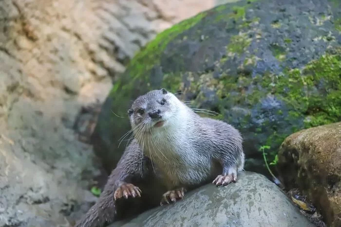 otter journey - Otter, Cunyi, Predatory animals, Zoo, Yokohama, Japan, Positive, Longpost