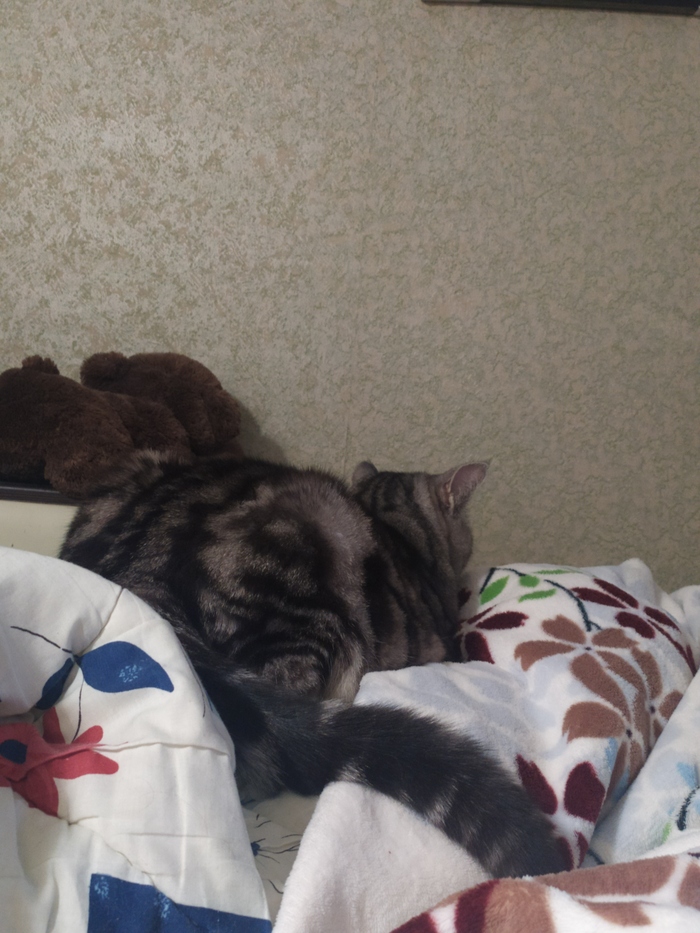 Стресс у кошки