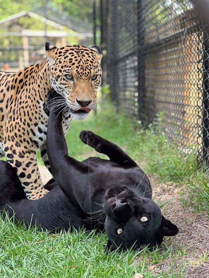 Well, what do you need? - Jaguar, Big cats, Cat family, Predatory animals, Wild animals, Black Panther, Florida, USA, Species conservation, Positive, Interesting