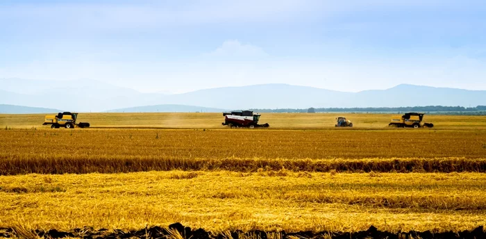 Harvest - My, The photo, Beginning photographer, Nikon, Field, Harvest, Harvest