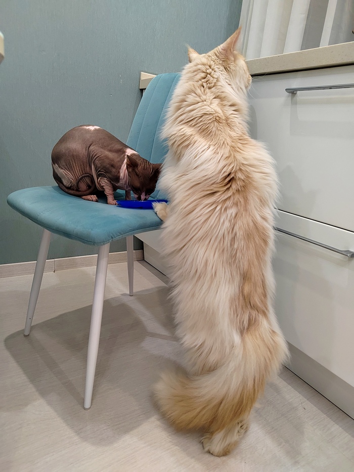 Все сожрали кабаны