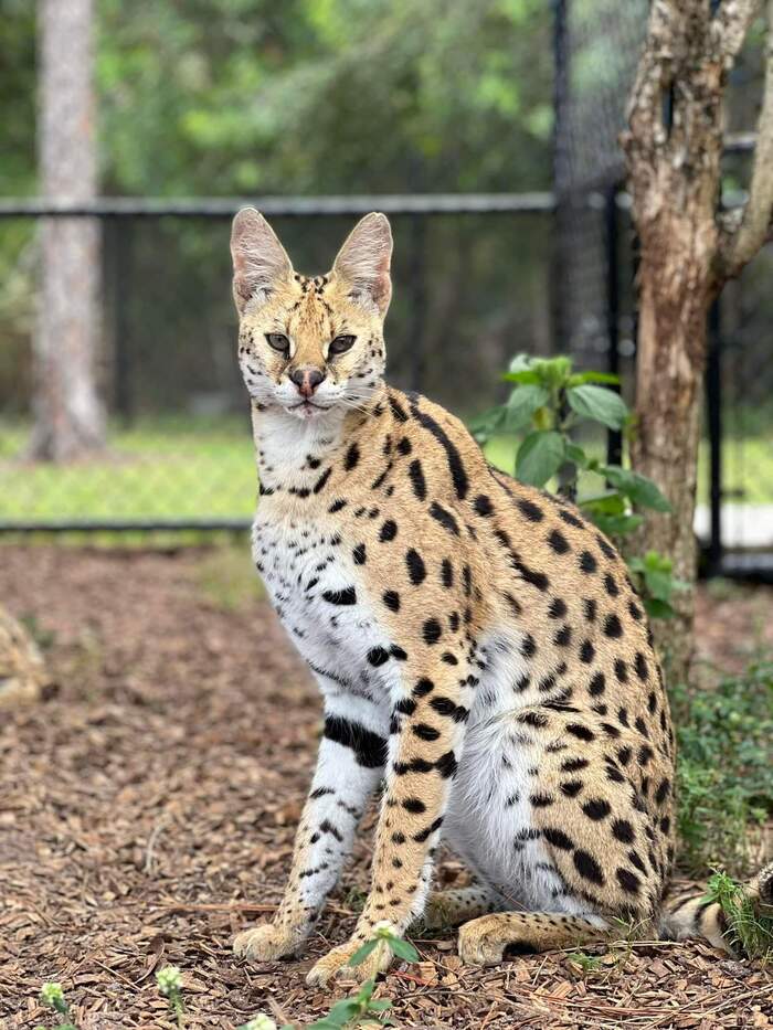Common serval - Serval, Small cats, Cat family, Predatory animals, Wild animals, Zoo, Florida, USA, Interesting, Informative, Positive