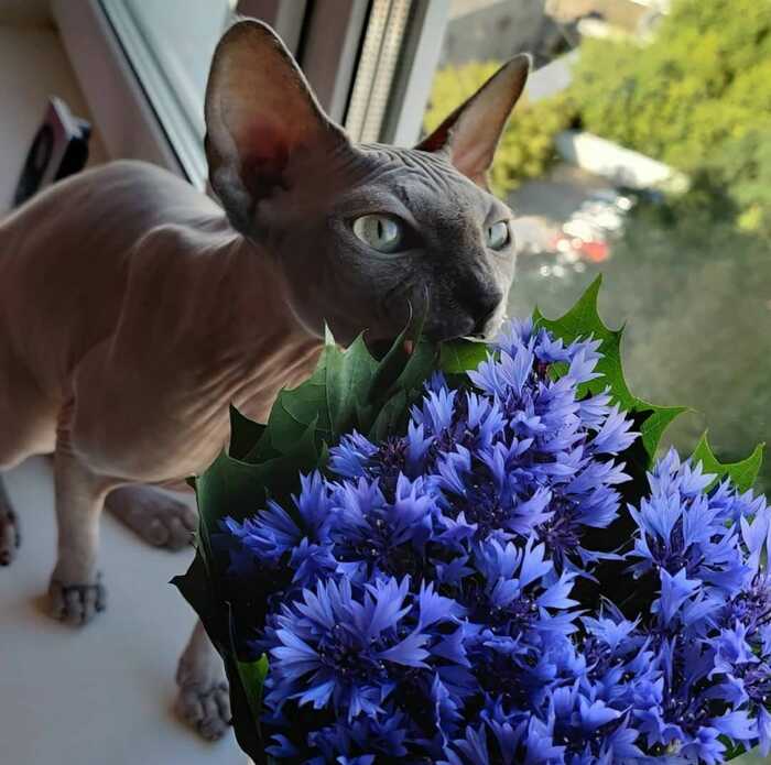 Ответ на пост «Котики цветочки»