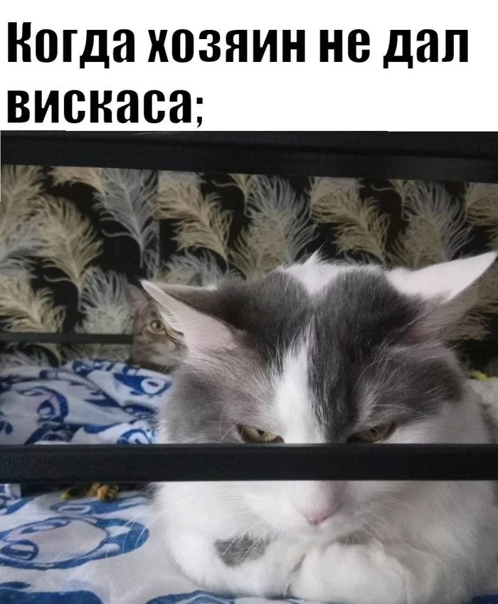 meme - cat, Memes, Picture with text