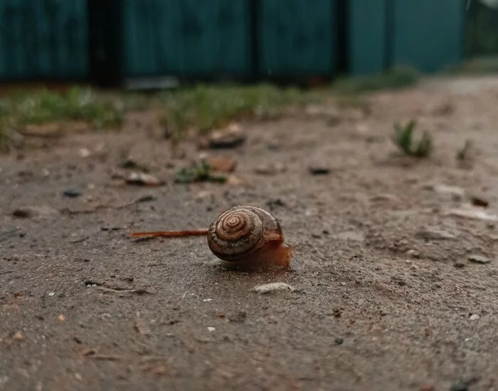 Walking after the rain - My, Mobile photography, The photo, Rain, Snail, beauty of nature, Photo on sneaker, Nature, Animals