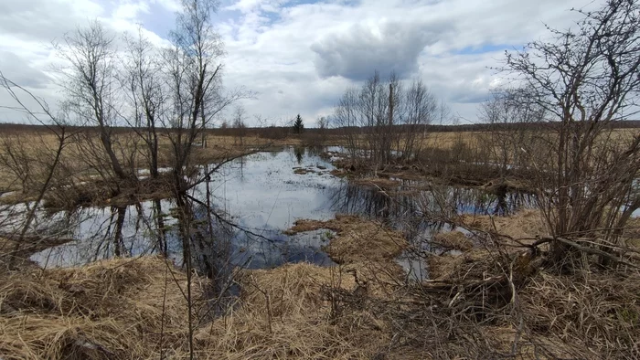 Somewhere near Smolensk - My, wildlife, The nature of Russia, Nature, Photo on sneaker, Longpost