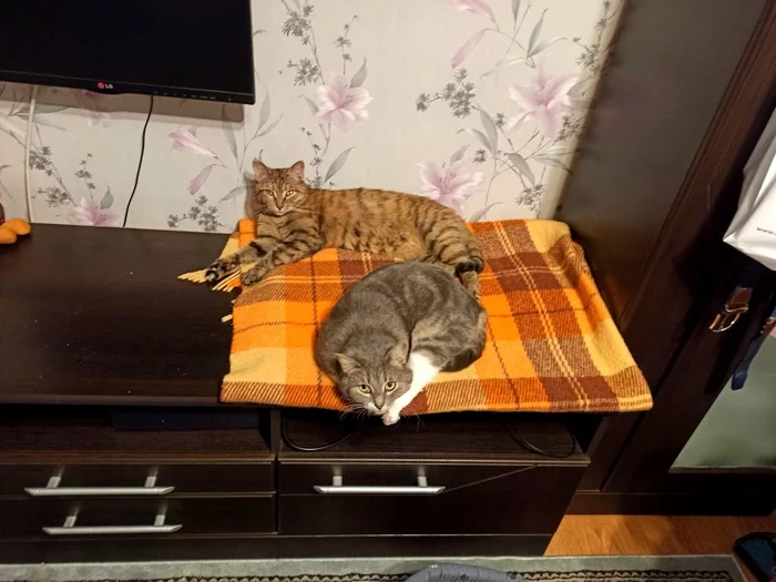 Snezha and Malta are looking for a home - Helping animals, Animal shelter, In good hands, cat, Homeless animals, No rating, Animal Rescue, Lost, Tricolor cat, Moscow, Moscow region, Veterinary, The rescue