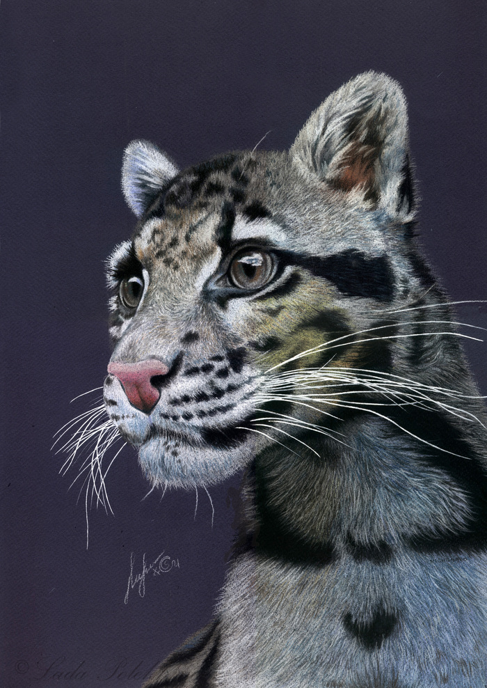 Рисунок пастельными карандашами. "Дымчатый леопард"