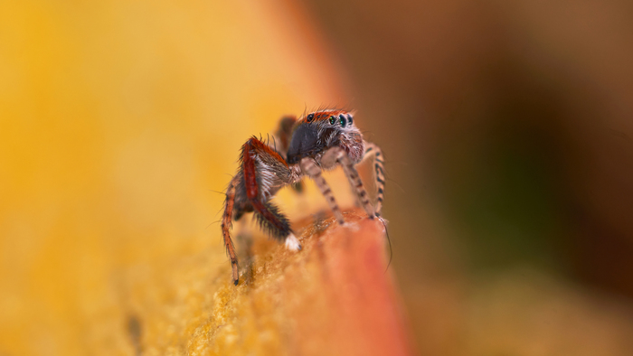   -.   , Nikon, , -, , Nikkor 55, Yongnuo, , YouTube, 
