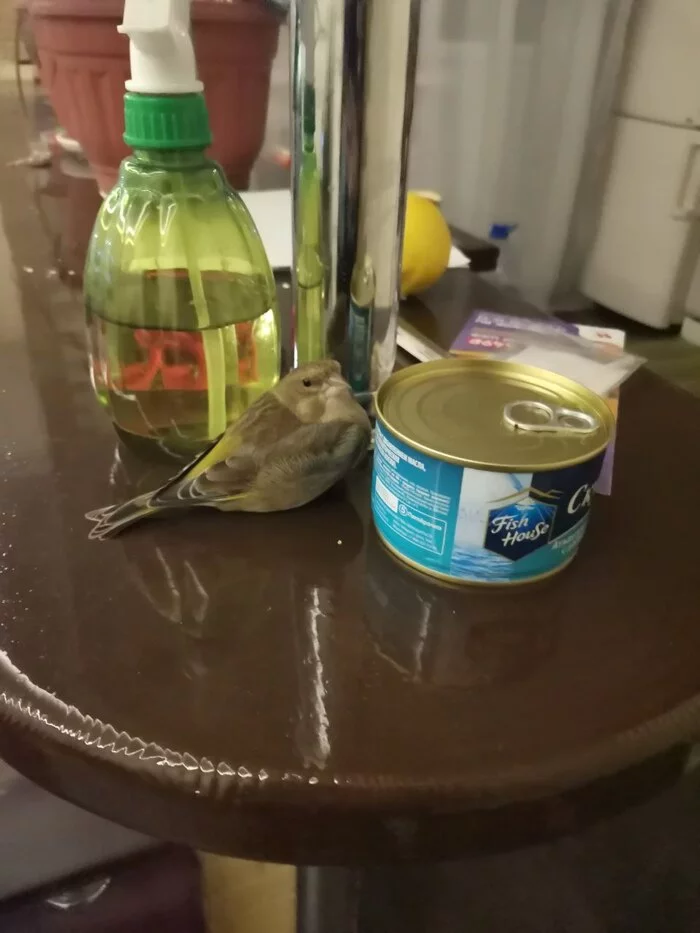 From the life of the Kusi bird - My, Birds, Fire, Everything will be fine, Longpost