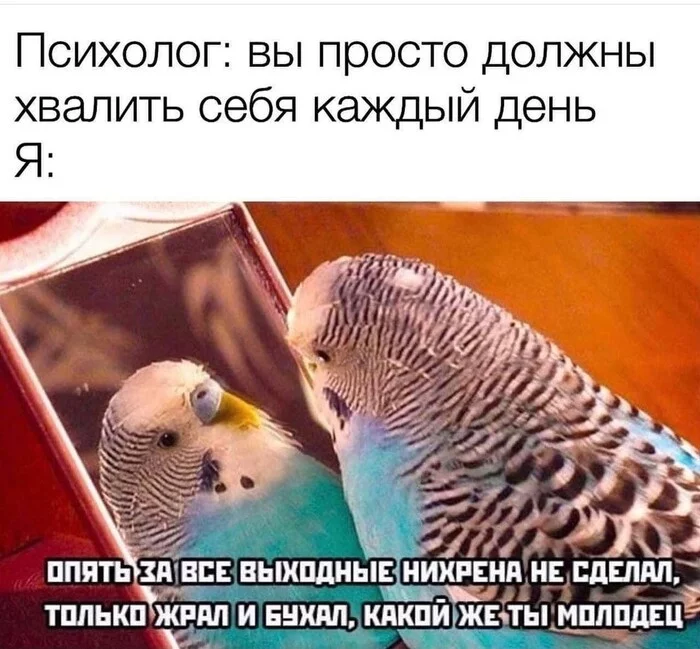 I'm fine fellow - Picture with text, Humor, A parrot