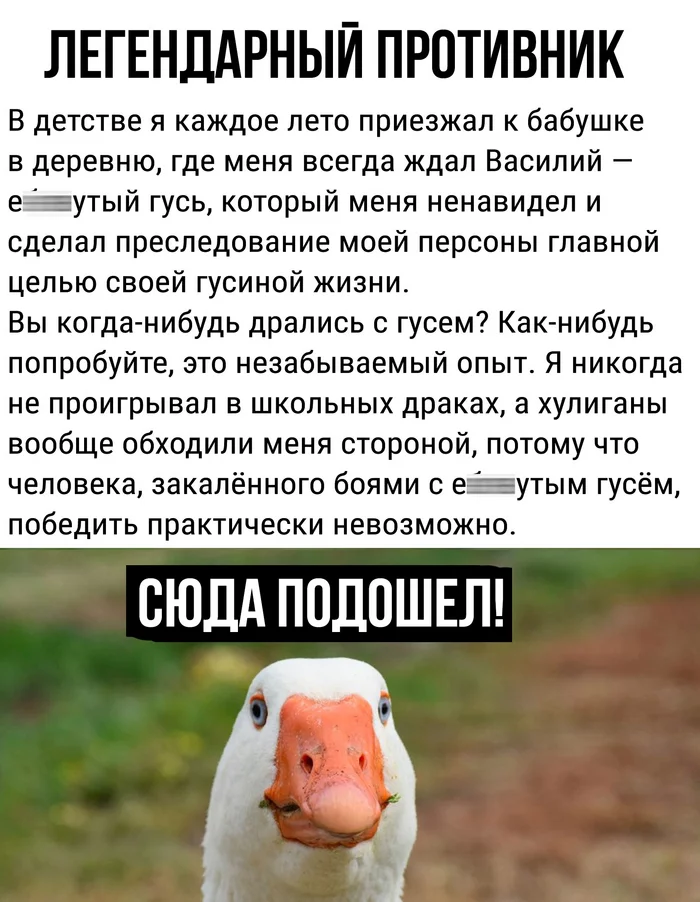 Revenge is sweet - Rooster, Гусь, Village, Revenge, Life stories, Screenshot, Comments, Longpost, Repeat, Mat