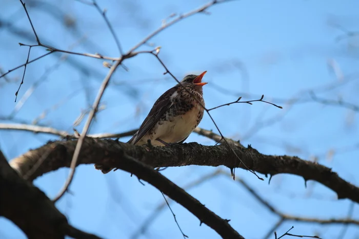 Thrush fieldfare. Sitting, yelling - My, Republic of Belarus, Birds, Ornithology, Nature, Fieldfare, Photo hunting