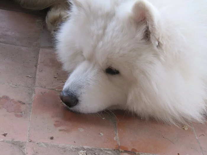 Weekends and holidays - EVERYTHING :( - My, Samoyed, Dog, Dog North, The photo, Holidays are over