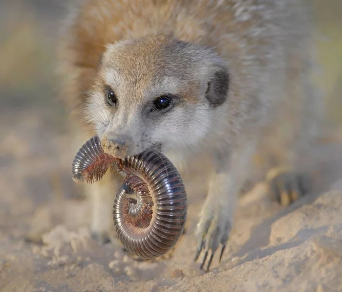 Mmmmmmm. - The photo, Wild animals, Meerkat, Kivsyak