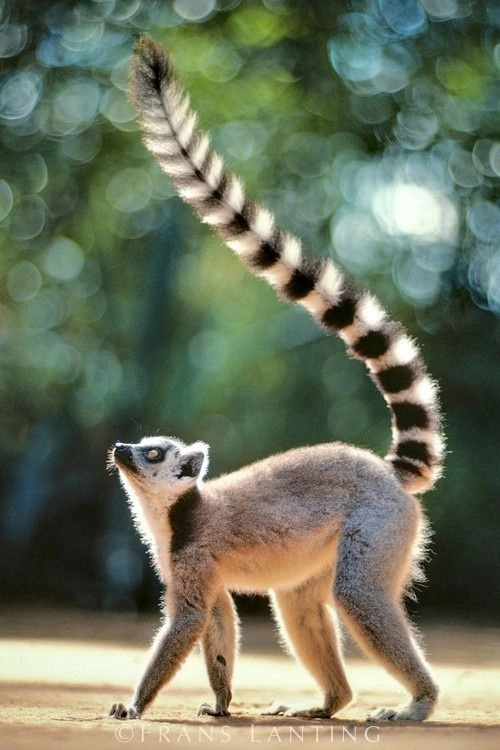 Post increased tailing! - Lemur, Madagascar, Tail, Stripes, Wild animals, Longpost