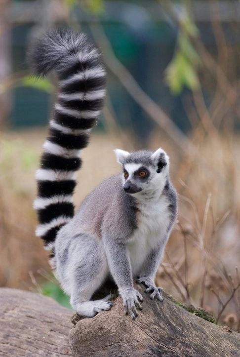 Post increased tailing! - Lemur, Madagascar, Tail, Stripes, Wild animals, Longpost