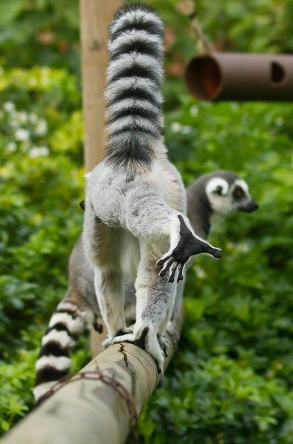 Post increased tailing! - Lemur, Madagascar, Tail, Stripes, Wild animals, Longpost