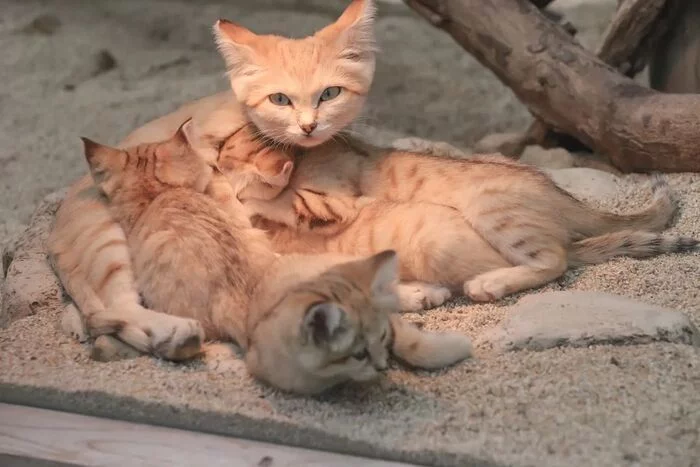 Tygydyks are tired and mom can rest) - Sand cat, Cat family, Wild animals, Predatory animals, Small cats, Japan, Zoo, Yokohama, Kittens, Positive, Longpost