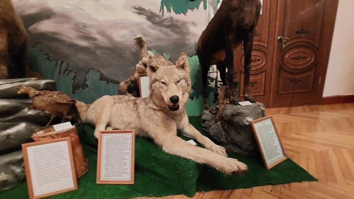 Stuffed animals in one of the museums - Taxidermy, Scarecrow, Museum, Animals, Longpost