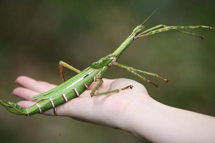 Insect World! - Stick insect, Insects, Wikipedia, Green