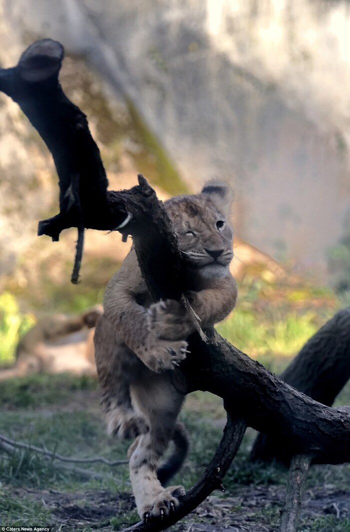 Все равно я залезу!