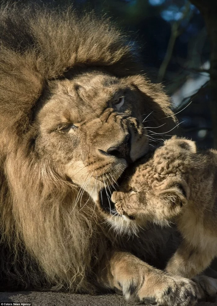 Dad, why do you have such big teeth? - a lion, Lion cubs, Big cats, Cat family, Predatory animals, Interesting, Positive