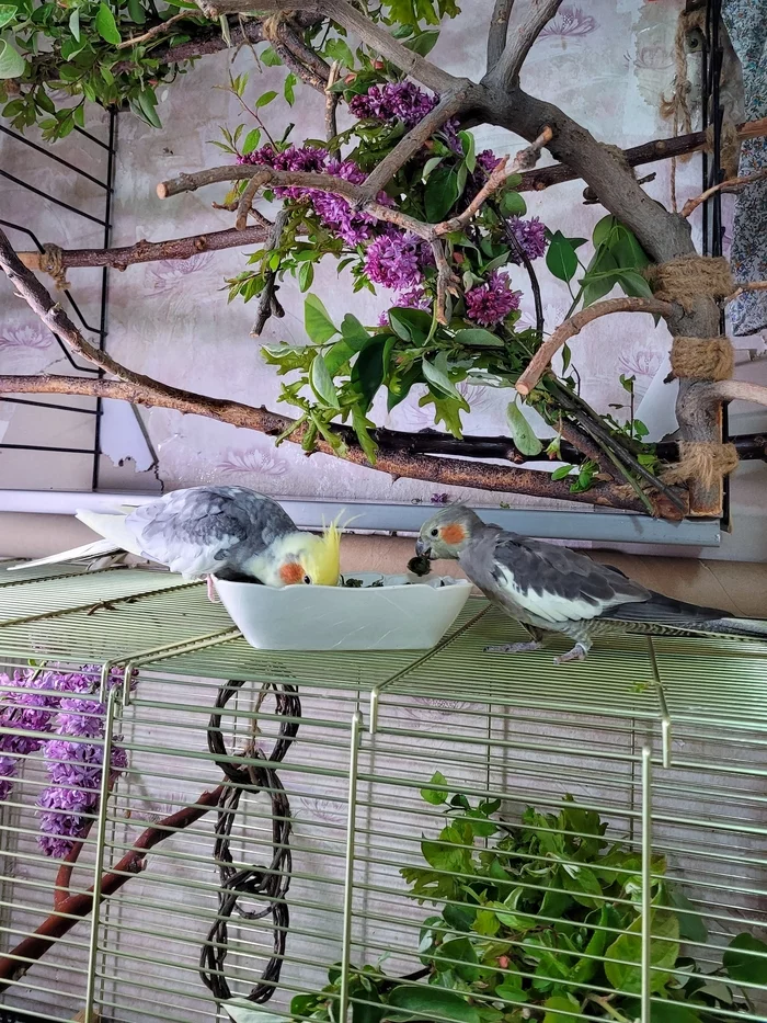 What to say? - My, Birds, Corella Bonya and Yasha, A parrot, Sparrow, Sparrow Tosha, Care and maintenance, Nutrition, Longpost