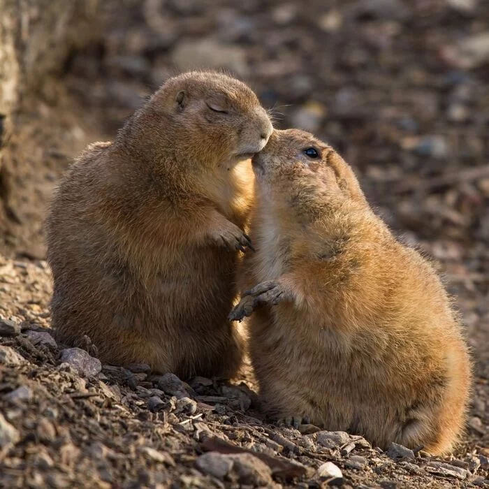 Kiss - Prairie dogs, Rodents, Wild animals, Zoo, The photo