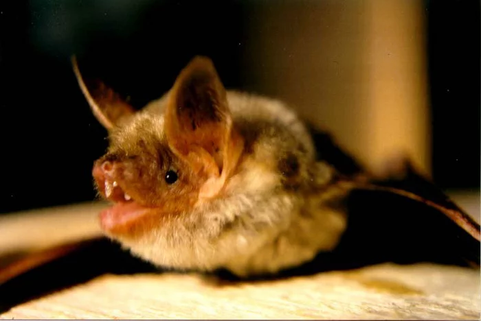 Bats pretend to be hornets to scare off predators - Nightlight, Bats, Wild animals, Mimicry, Sound, Hornet, University, Naples, Italy, Scientists, Biologists, wildlife, Bat, Longpost